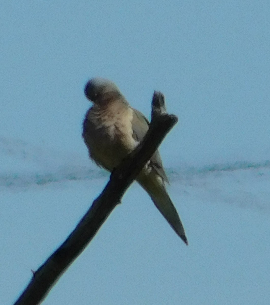 Mourning Dove - Wally Tomlinson