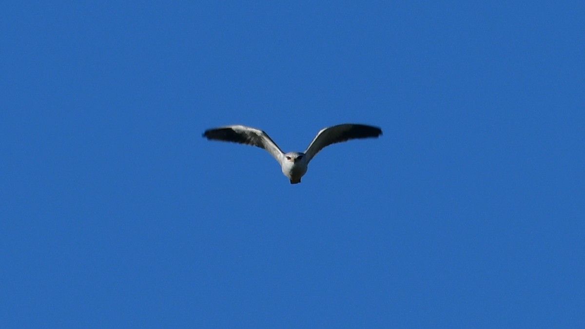 Black-winged Kite - ML618763437