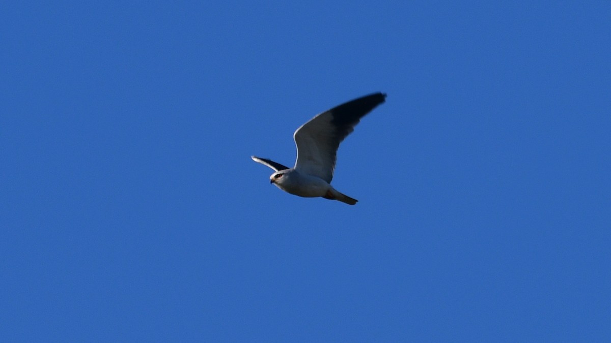 Black-winged Kite - ML618763443