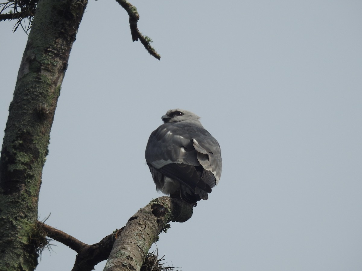 Mississippi Kite - Mátyás PROMMER