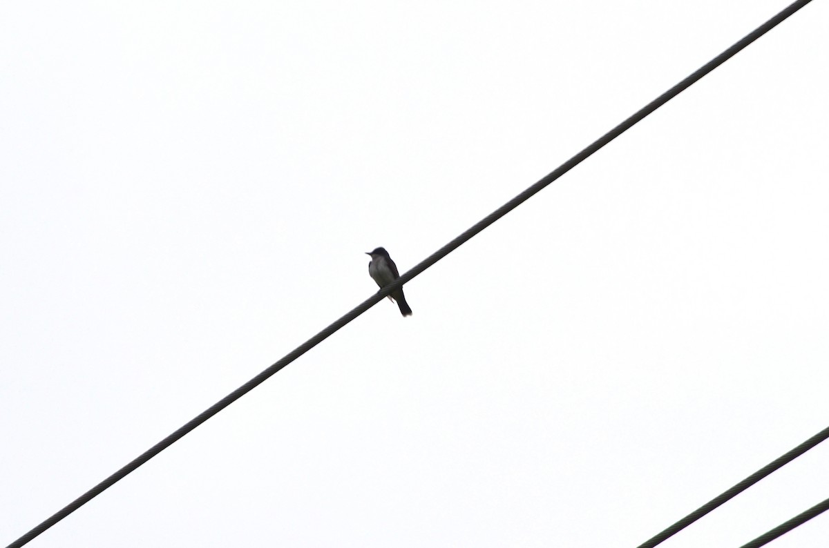 Eastern Kingbird - ML618763470