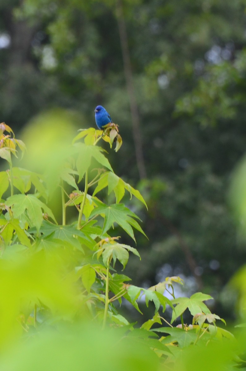 Indigo Bunting - ML618763476