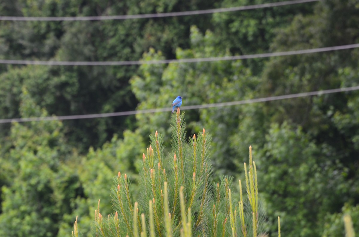 Indigo Bunting - ML618763477