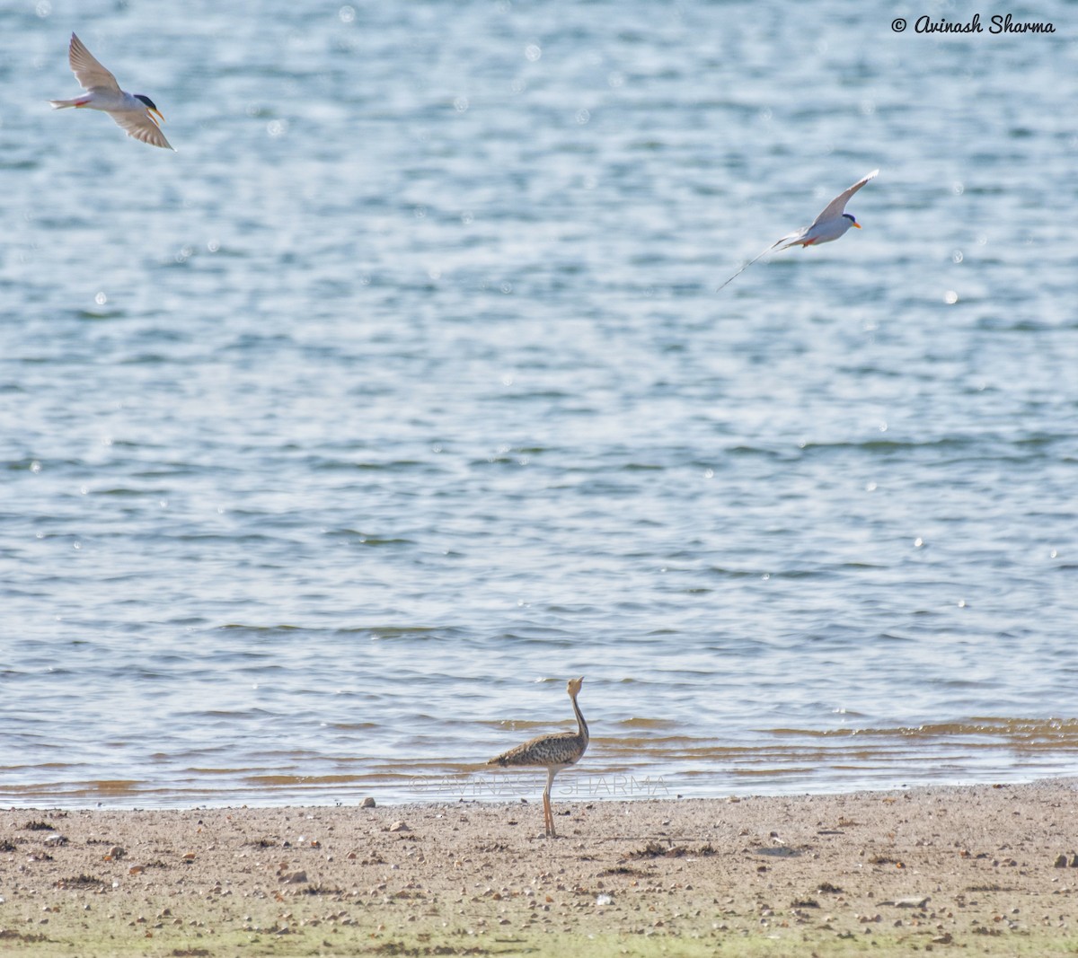 Lesser Florican - AVINASH SHARMA