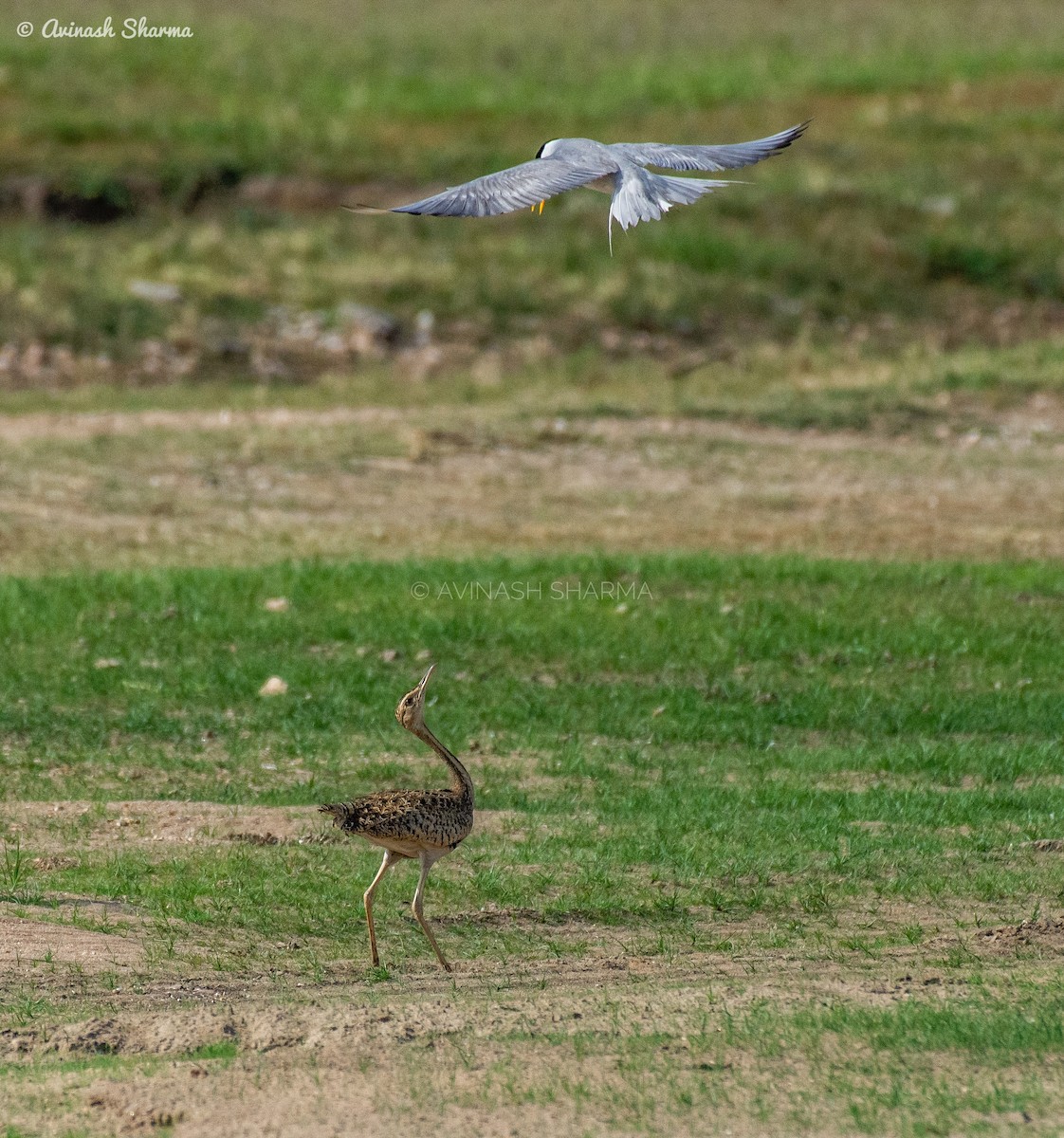 Lesser Florican - ML618763486