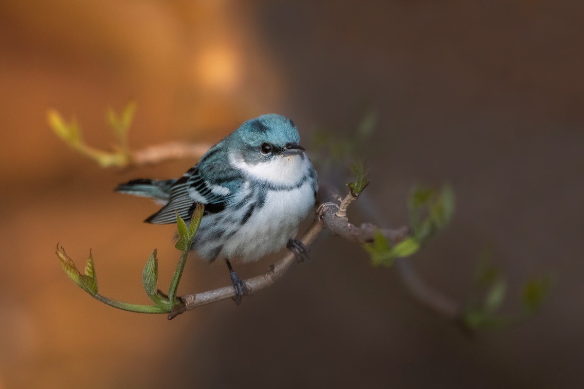 Cerulean Warbler - Rain Saulnier