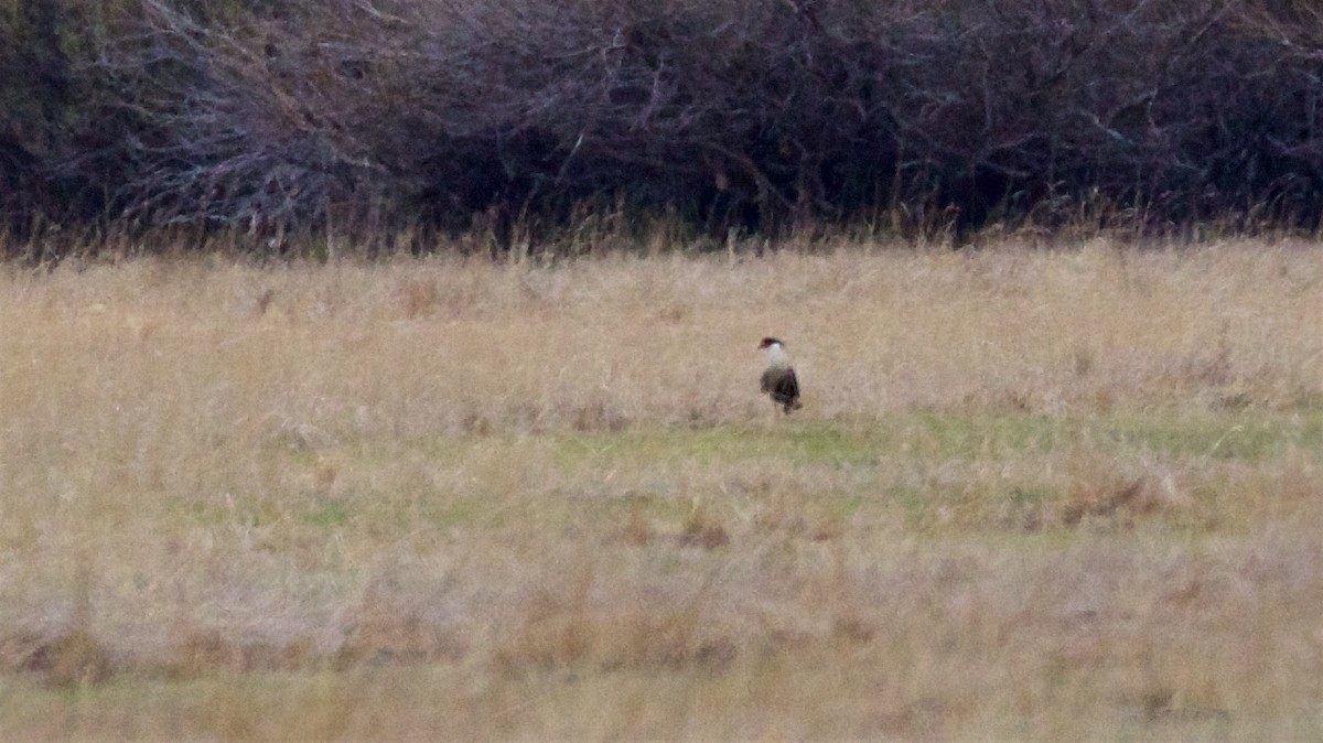 Crested Caracara - Ed Harper