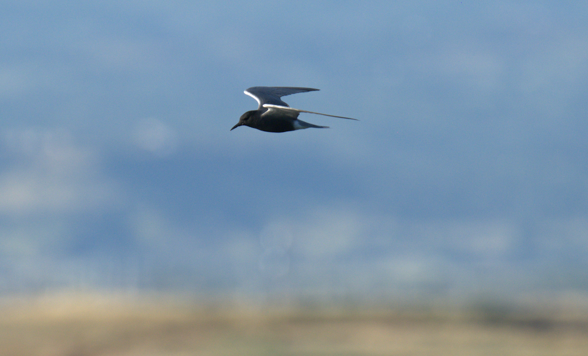 Black Tern - ML618763497