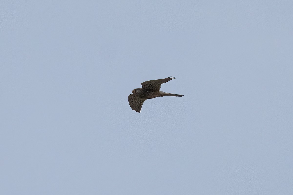 large falcon sp. - Francesco Veronesi