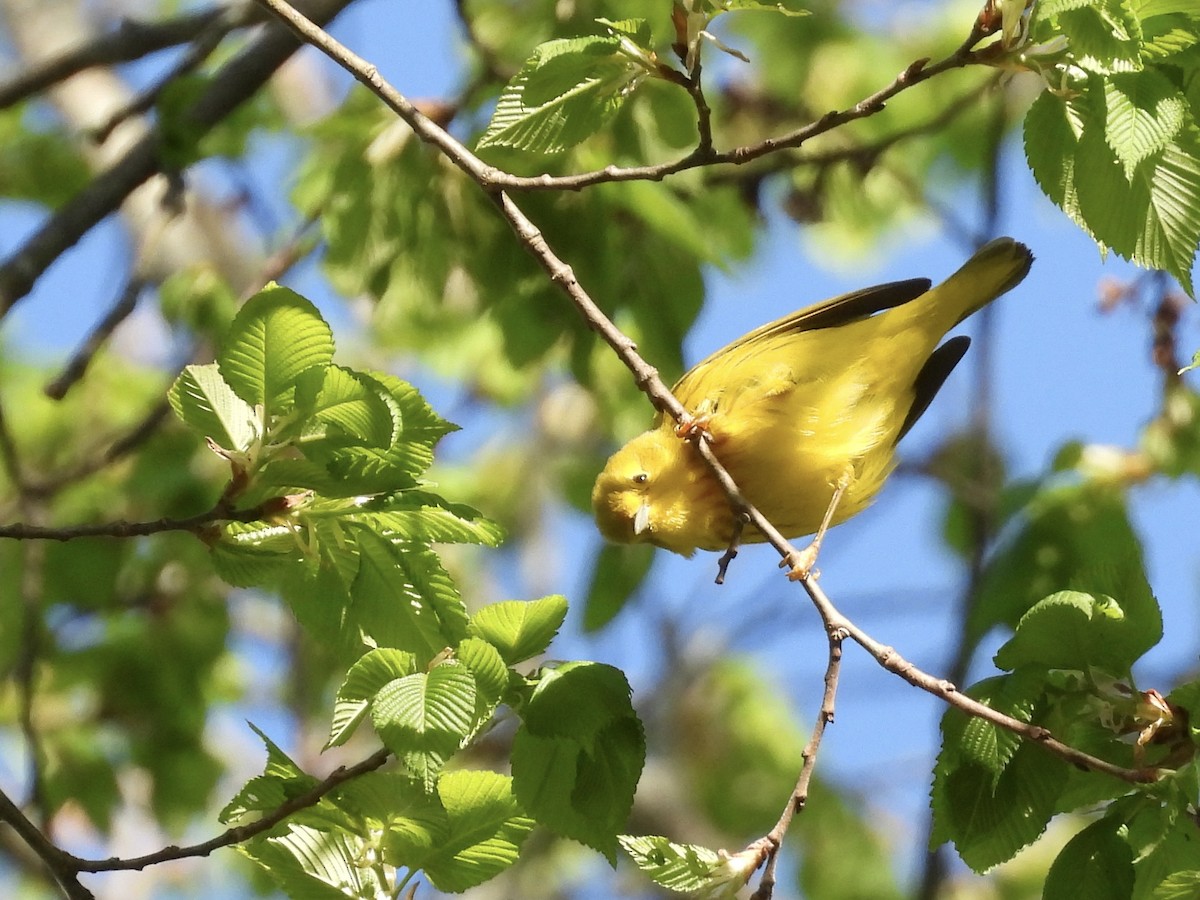 Yellow Warbler - ML618763536