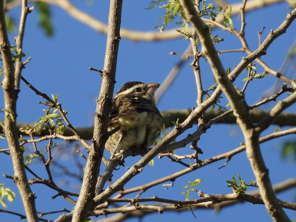 Rose-breasted Grosbeak - ML618763548