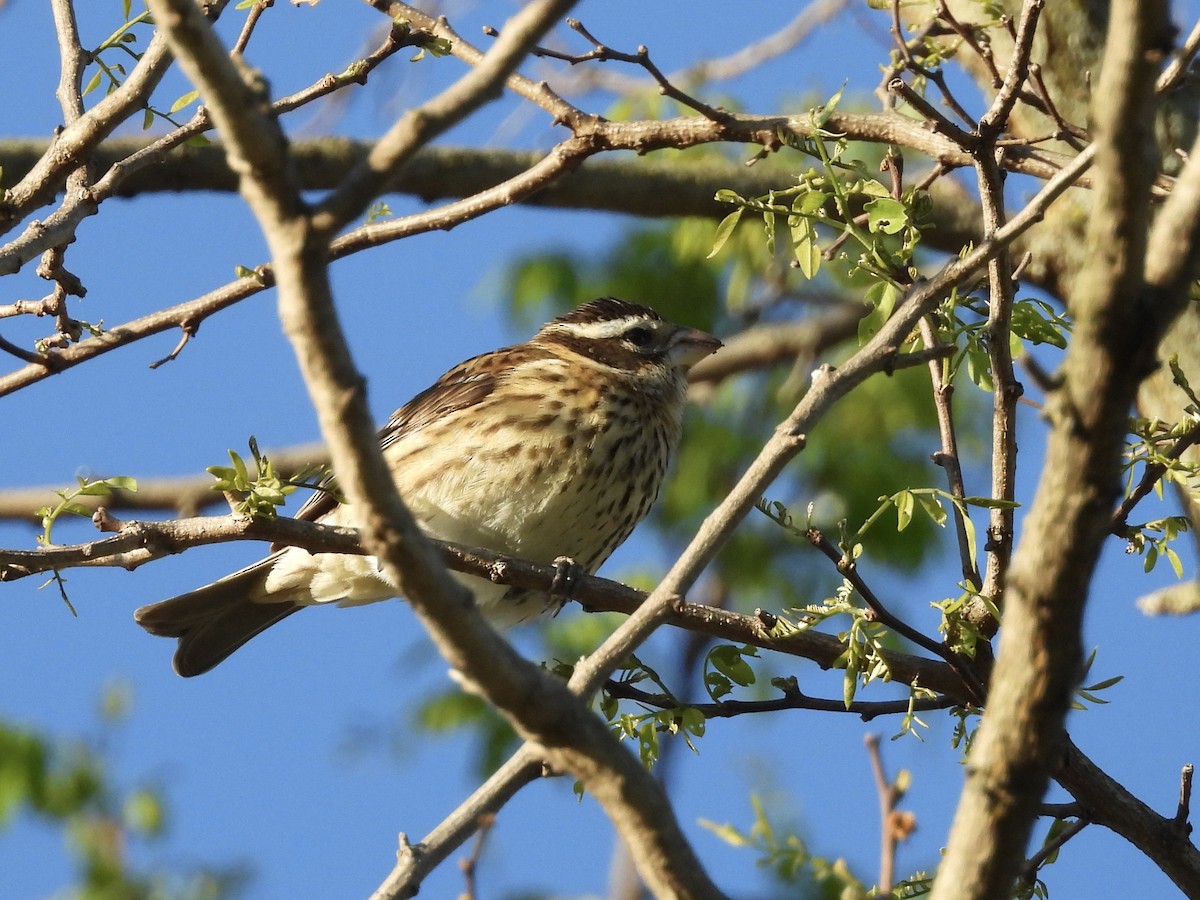 Rose-breasted Grosbeak - ML618763549