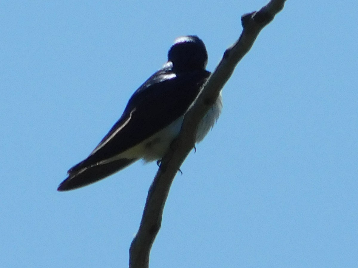 Golondrina Bicolor - ML618763587