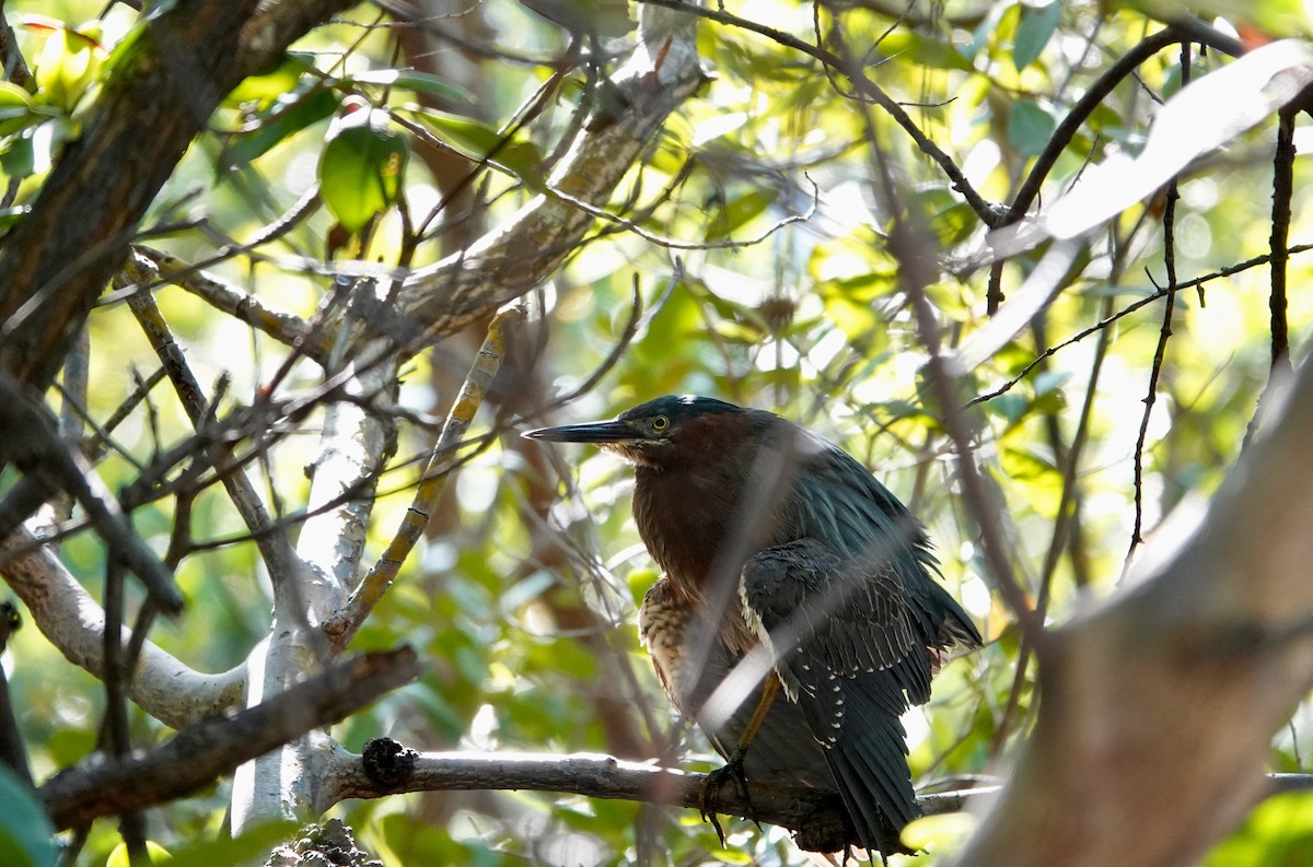 Green Heron - Min Zhao