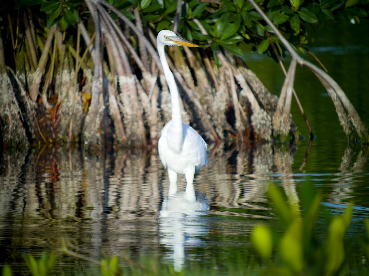 Great Blue Heron (Great White) - ML618763589