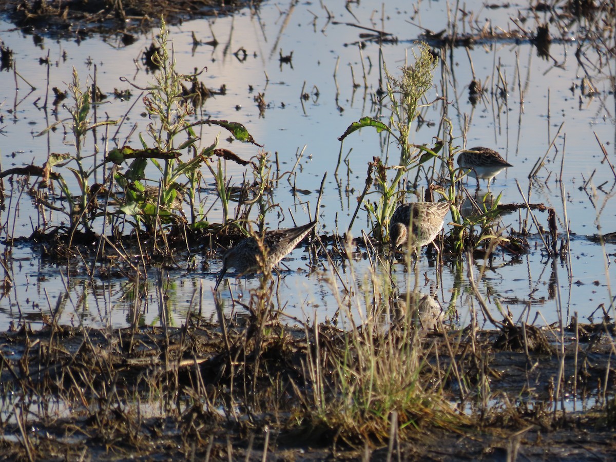 Stilt Sandpiper - Roger Boyd