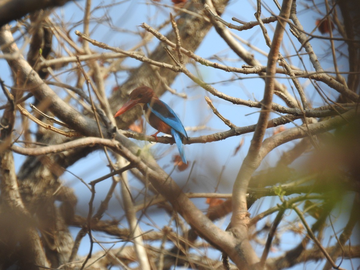 White-throated Kingfisher - ML618763616