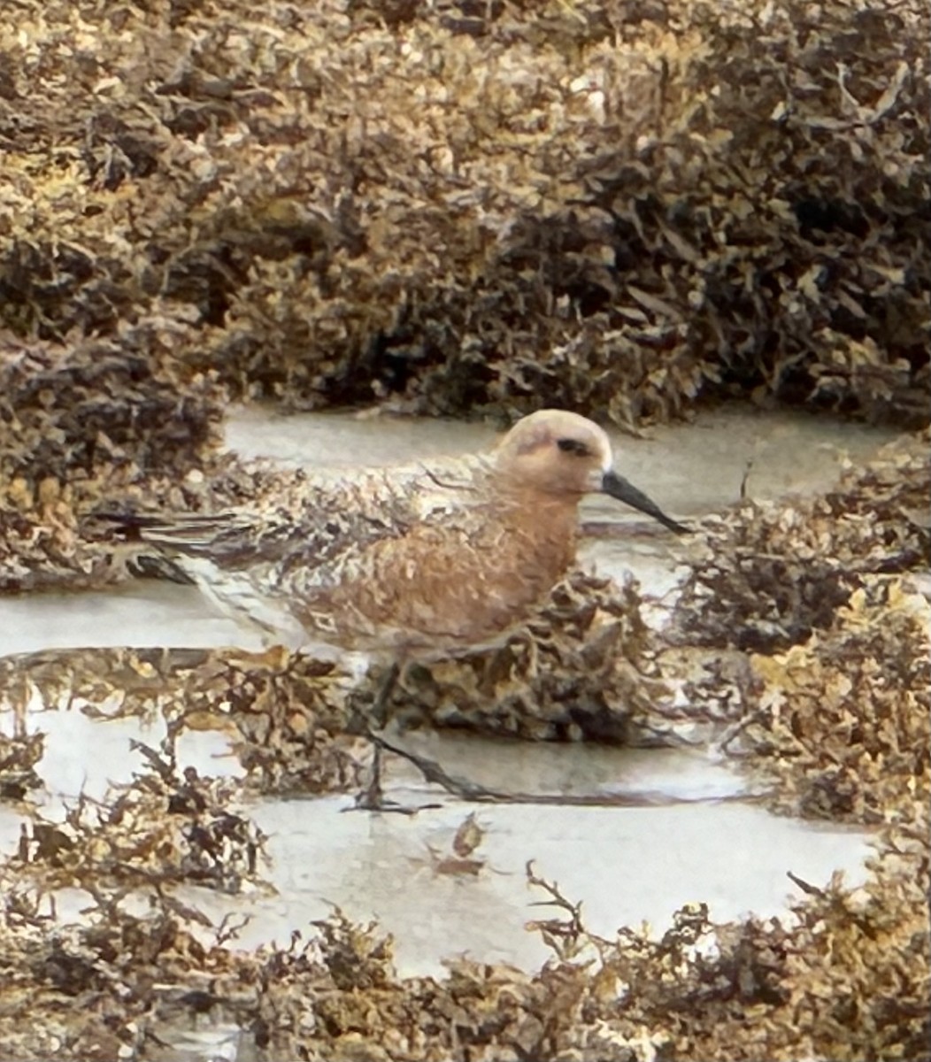 Red Knot - ML618763627