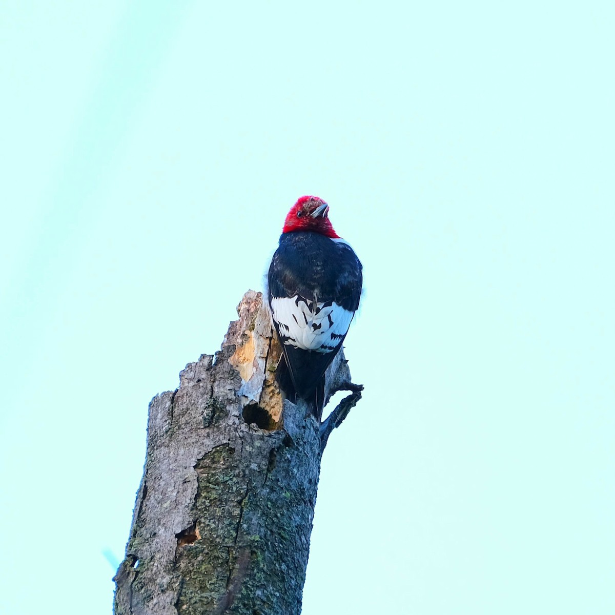 Red-headed Woodpecker - Andrew Dressel