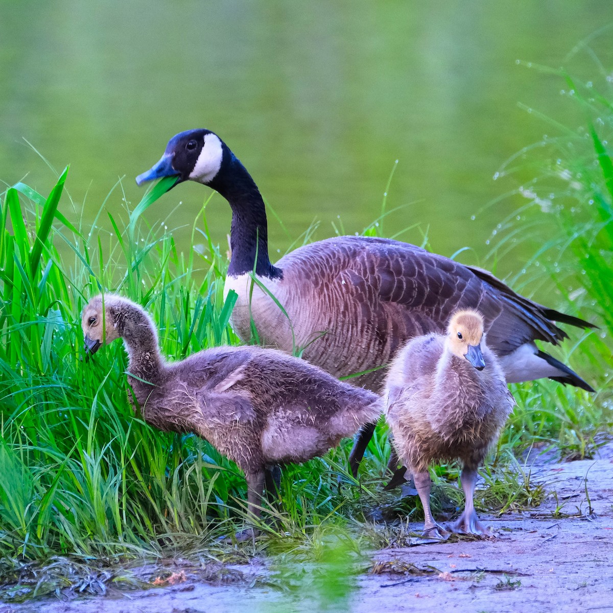 Canada Goose - Andrew Dressel