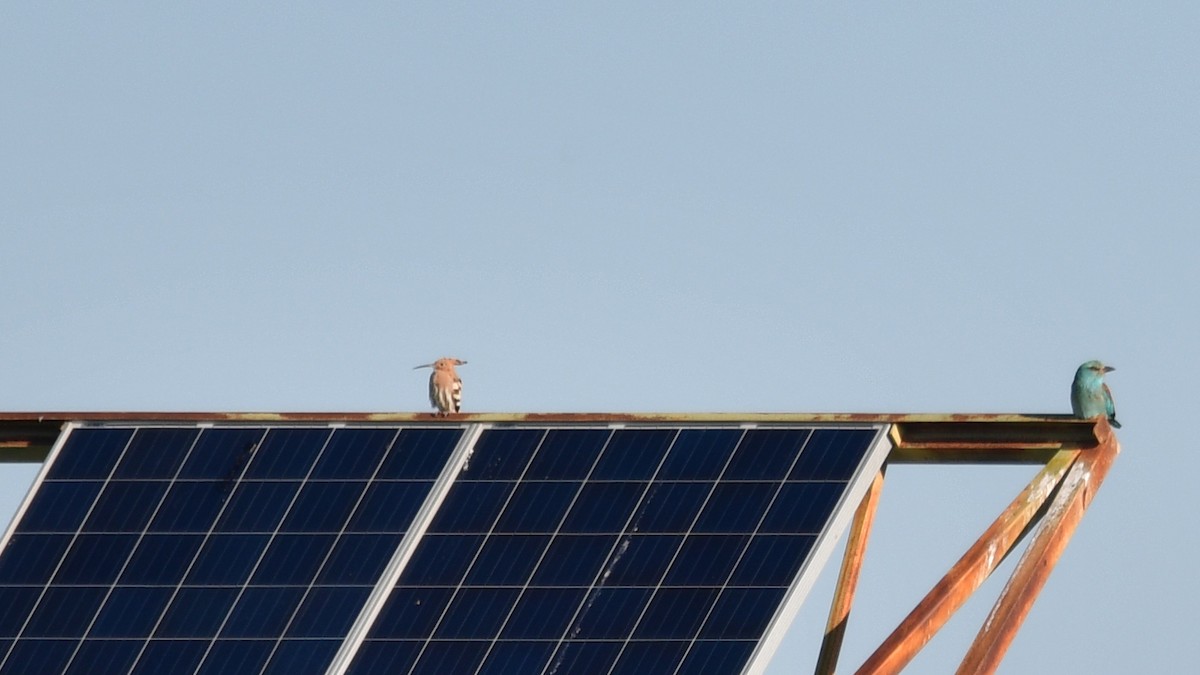 Eurasian Hoopoe - ML618763639