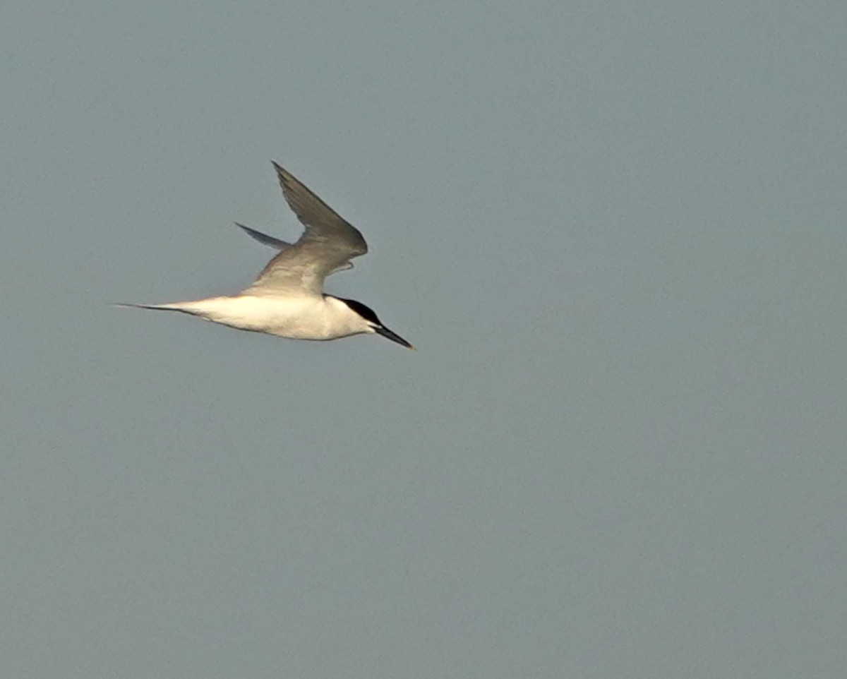 Sandwich Tern - ML618763651