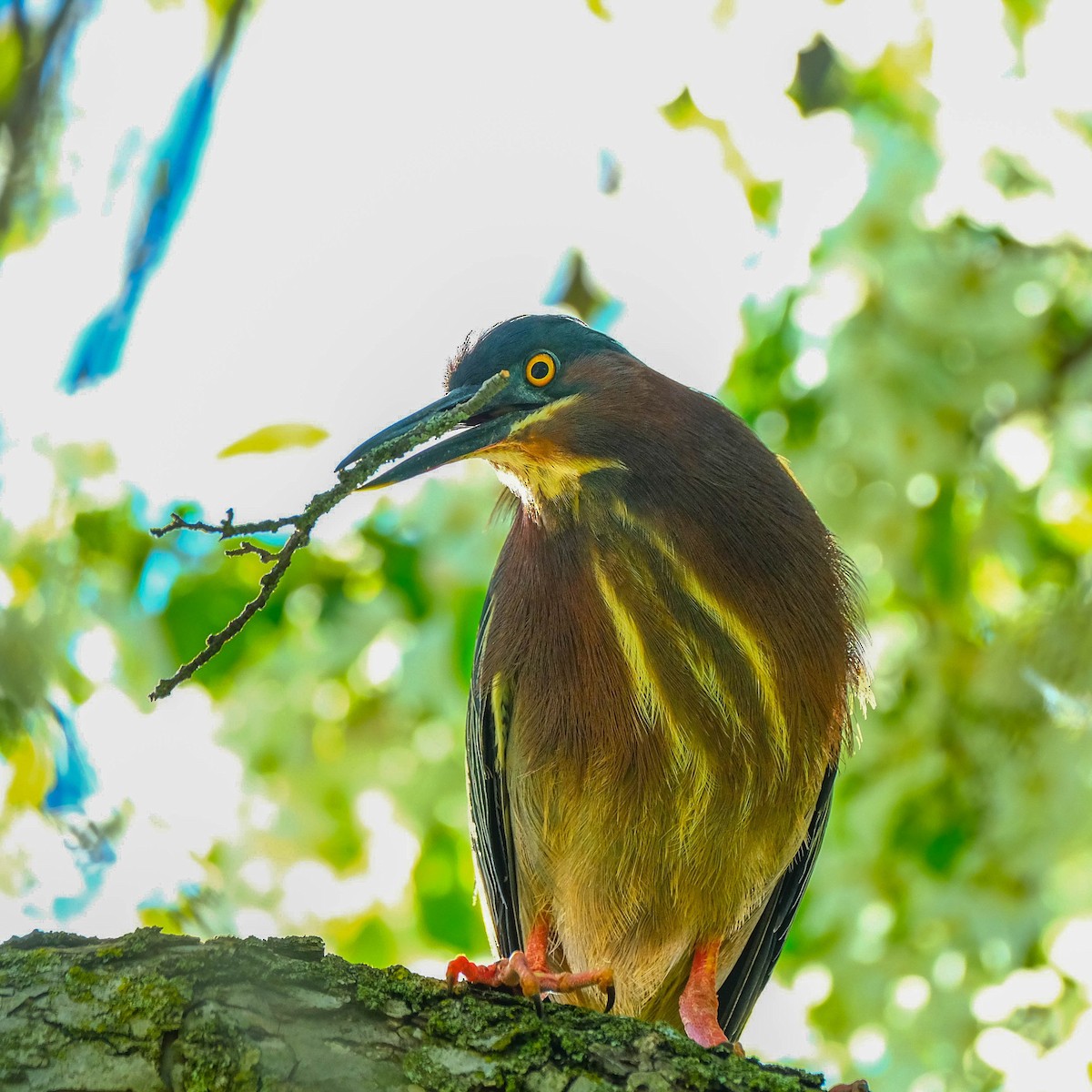 Green Heron - Andrew Dressel