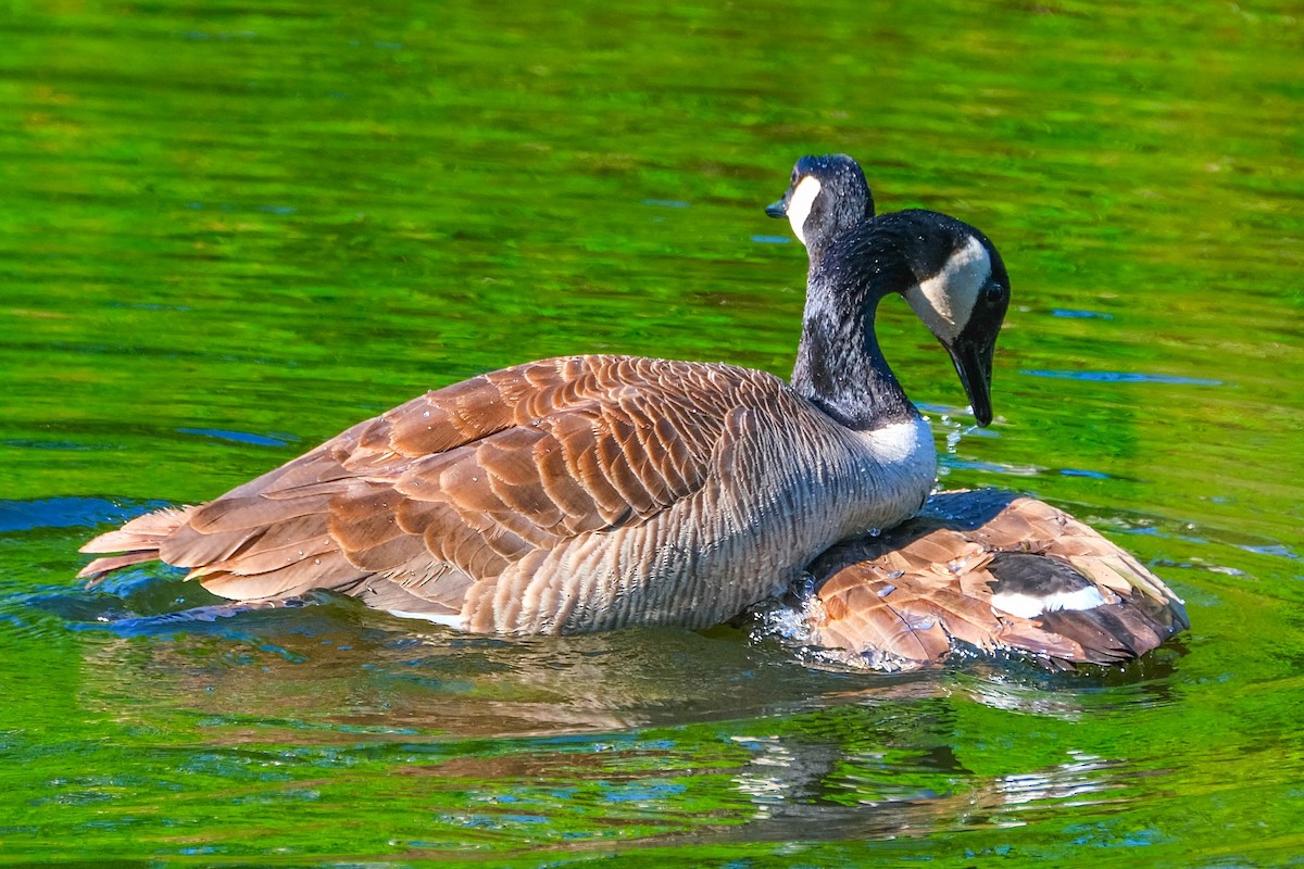 Canada Goose - ML618763695