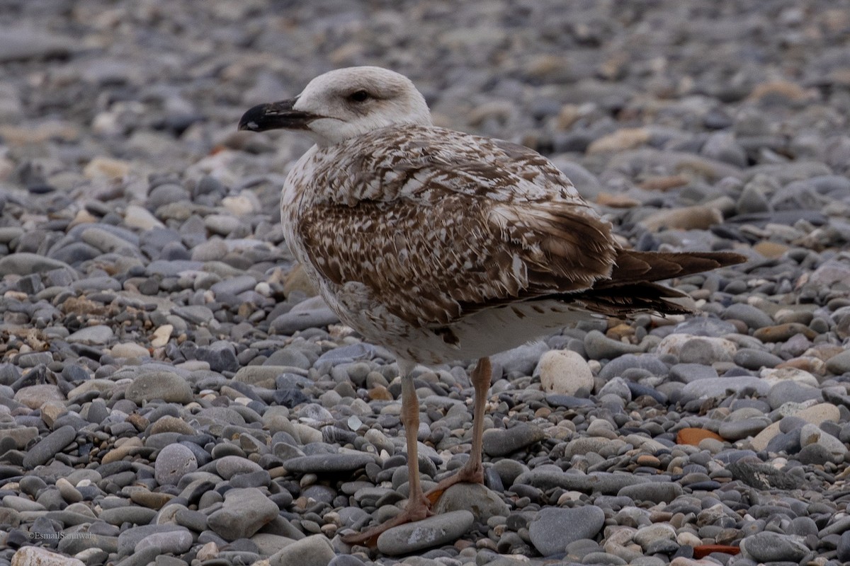 Yellow-legged Gull - ML618763697