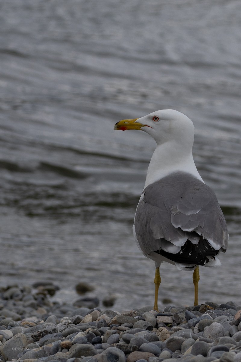 Yellow-legged Gull - Esmail Samiwala