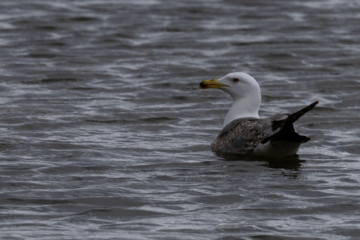 Yellow-legged Gull - ML618763699