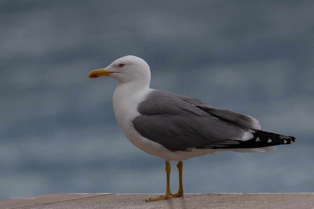 Yellow-legged Gull - ML618763700