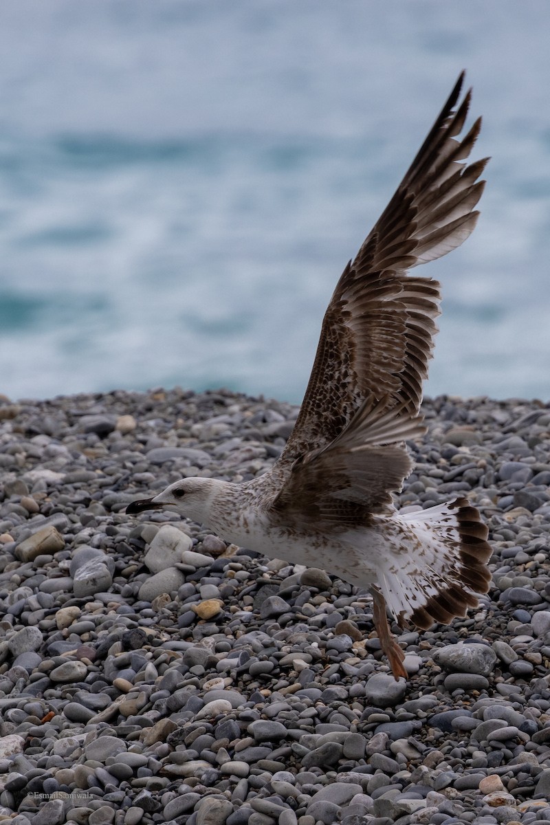 Yellow-legged Gull - ML618763702