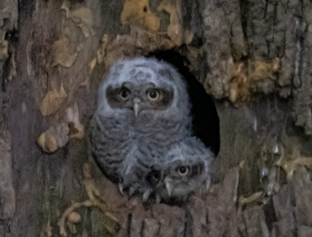 Eastern Screech-Owl - ML618763703