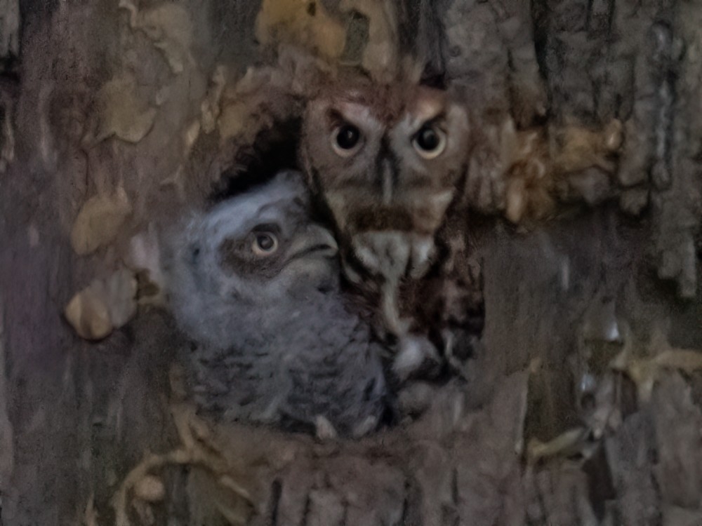 Eastern Screech-Owl - ML618763704