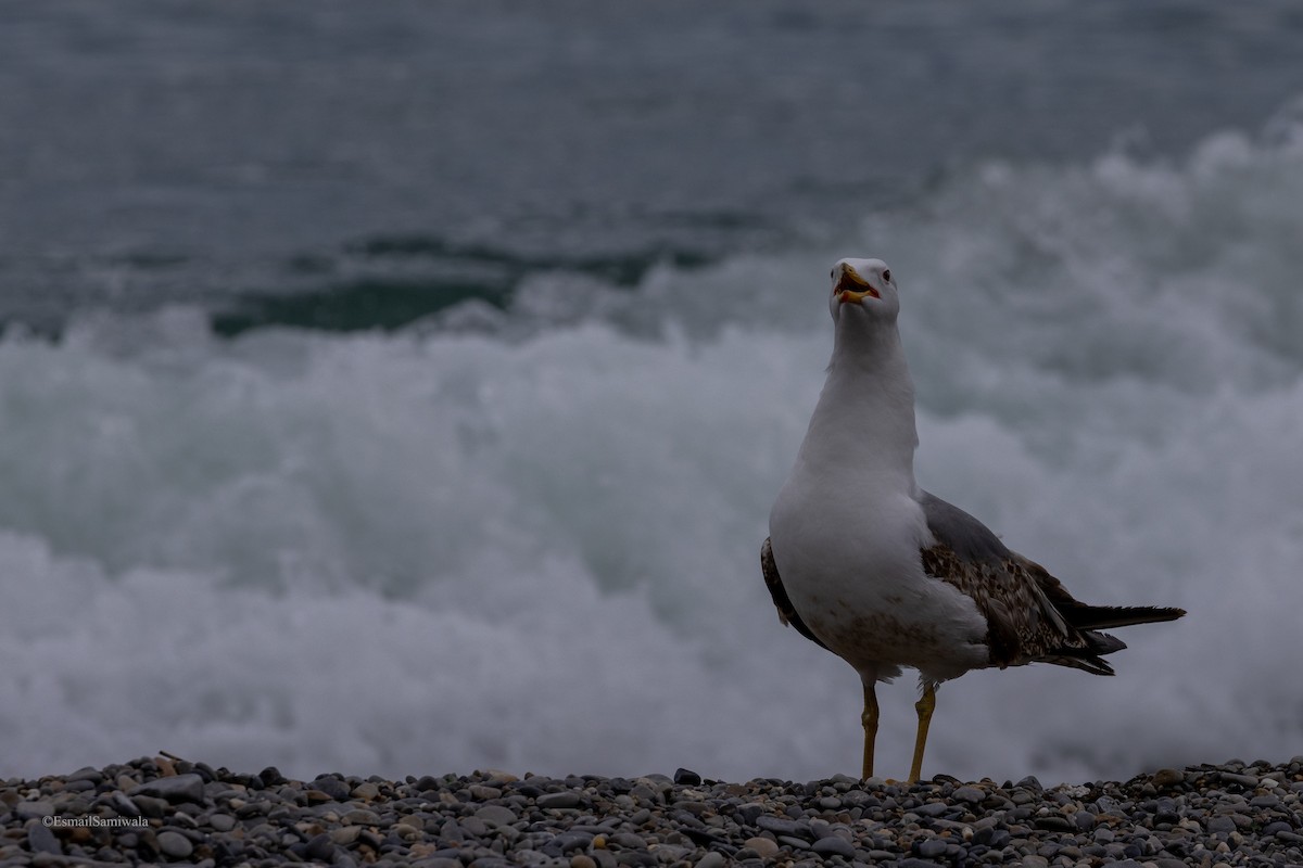 Yellow-legged Gull - ML618763705