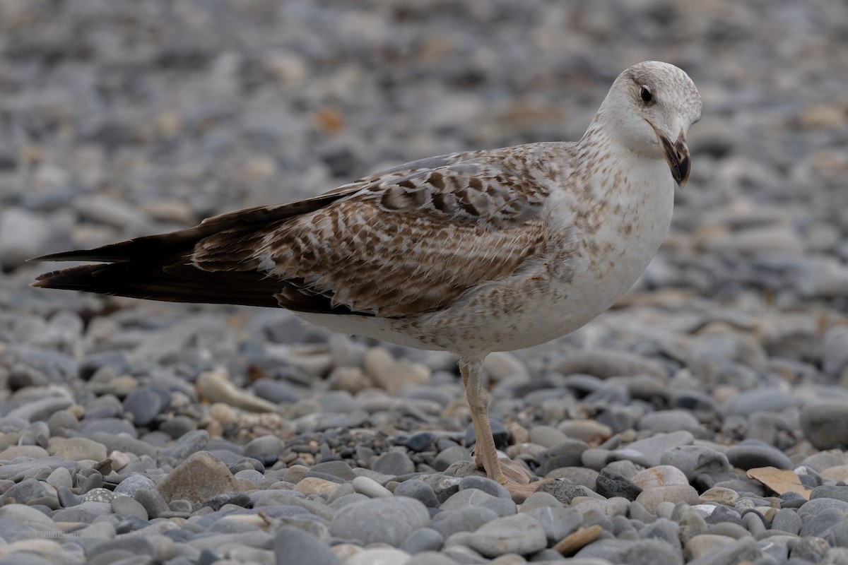 Yellow-legged Gull - ML618763706