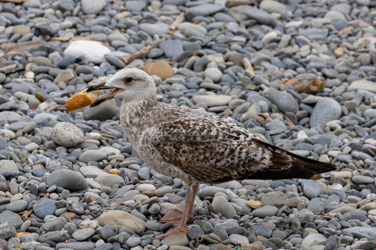 Herring x Lesser Black-backed Gull (hybrid) - ML618763713