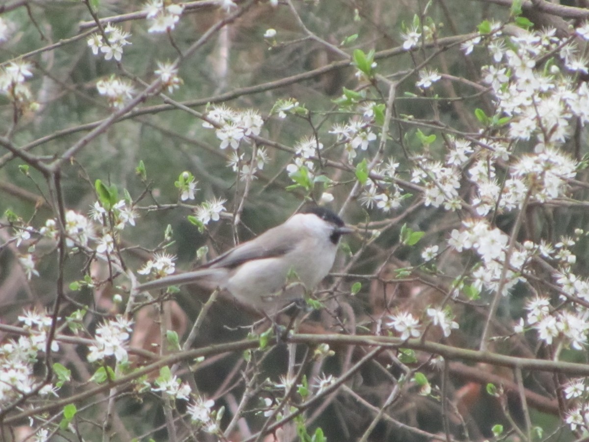 Marsh Tit - ML618763735