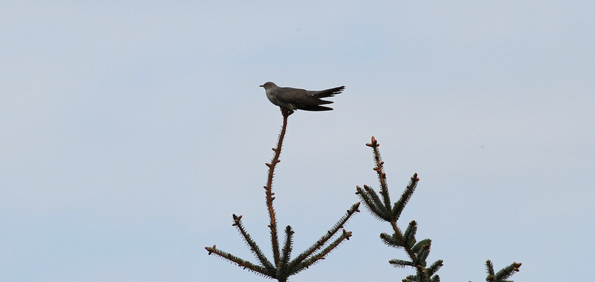 Common Cuckoo - ML618763744