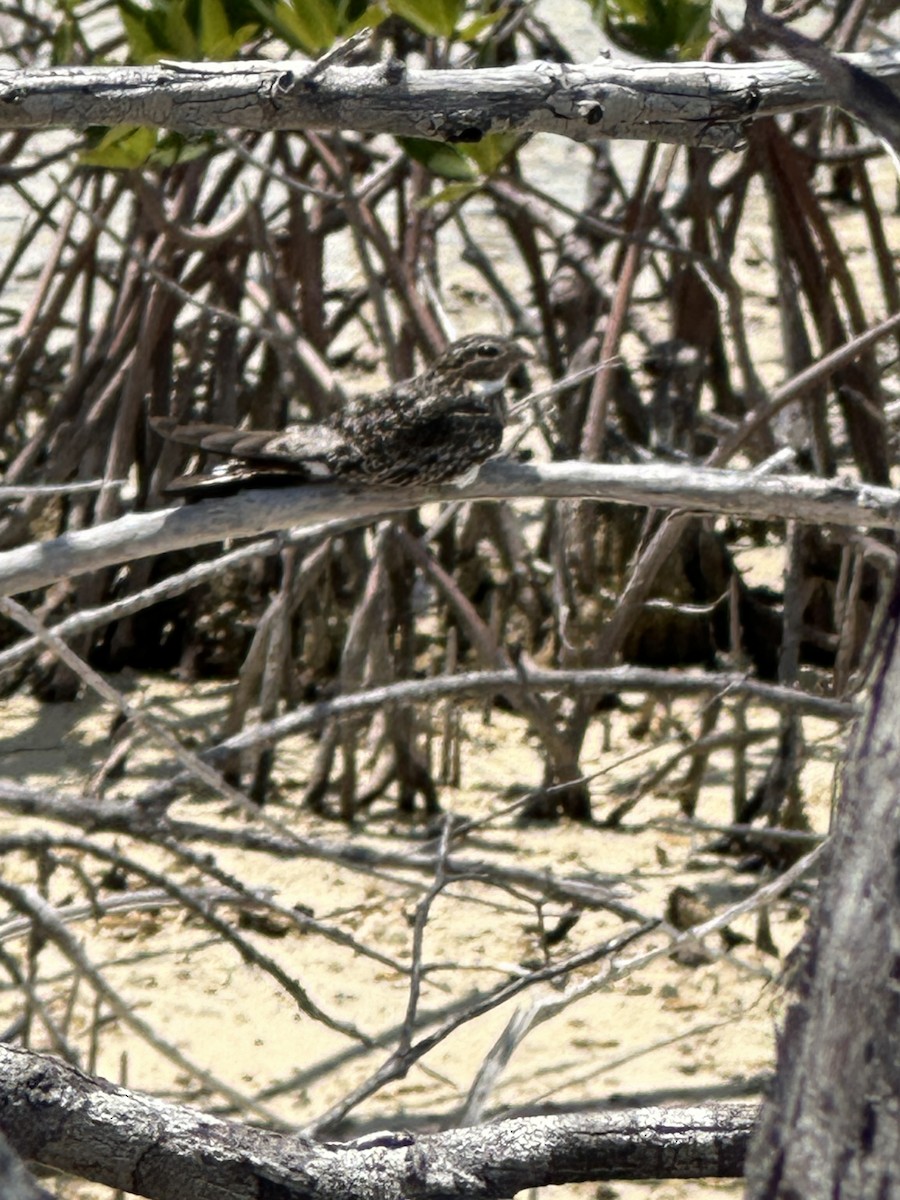 Antillean Nighthawk - Larry Littrell