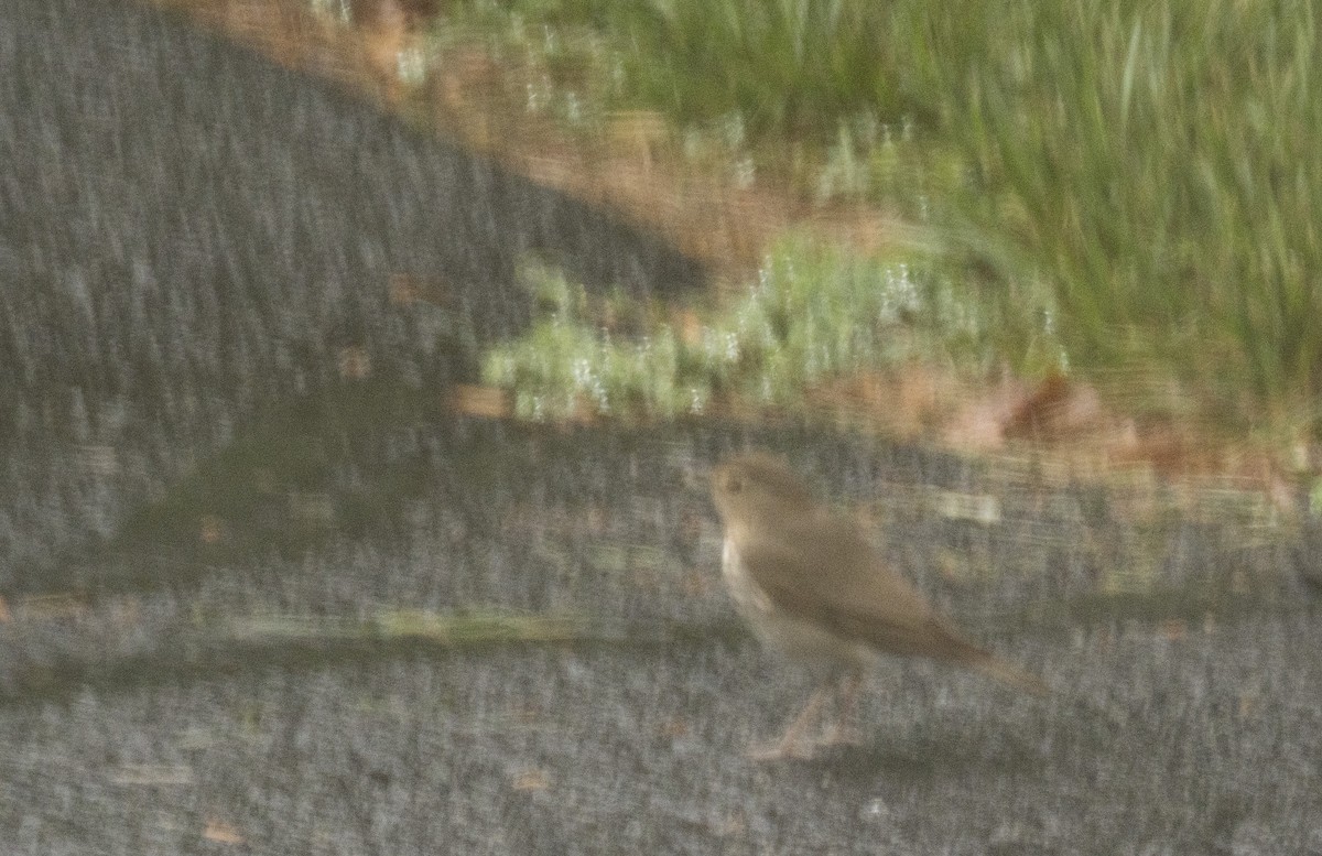 Swainson's Thrush - Mary Prowell