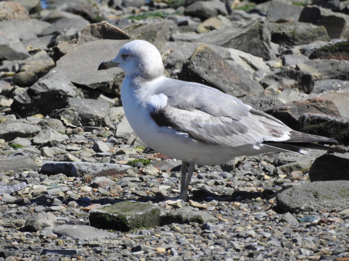 Black-tailed Gull - Xingyu Li