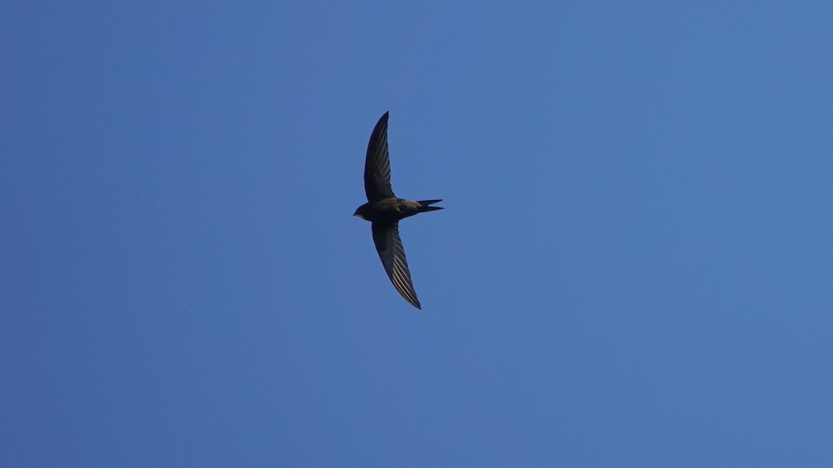 Common Swift - ML618763809