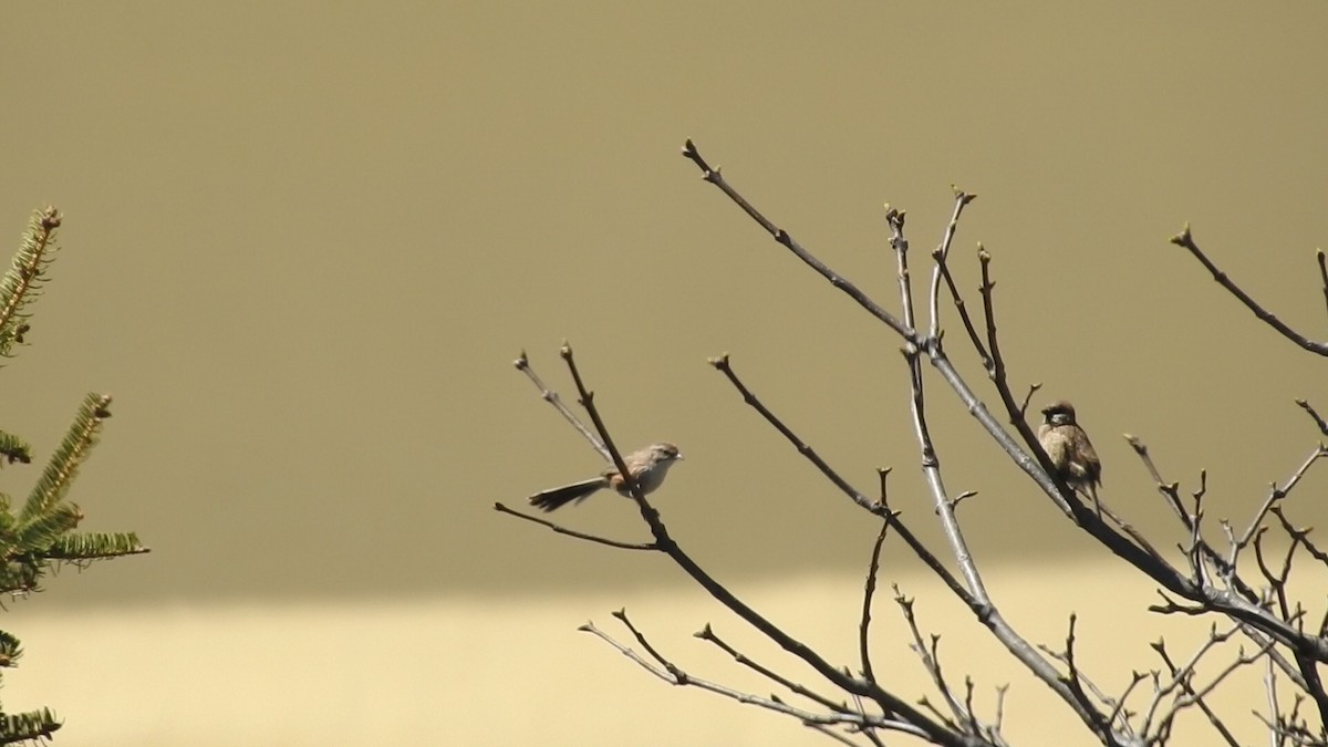 Beijing Babbler - ML618763811