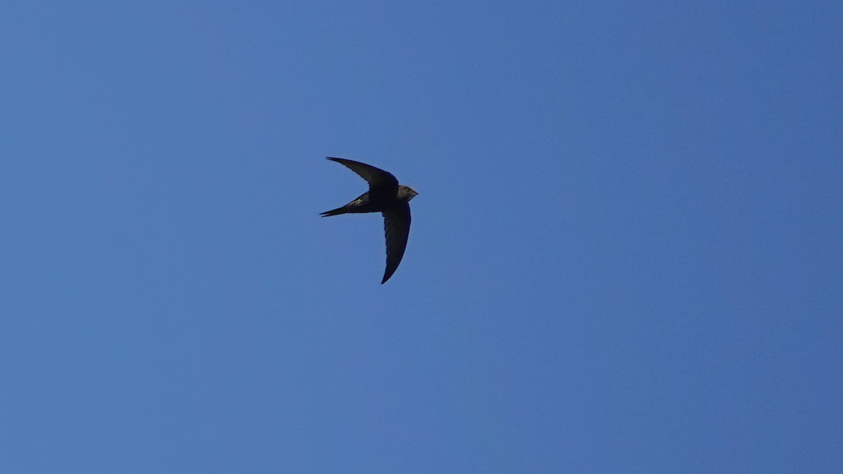 Common Swift - ML618763844