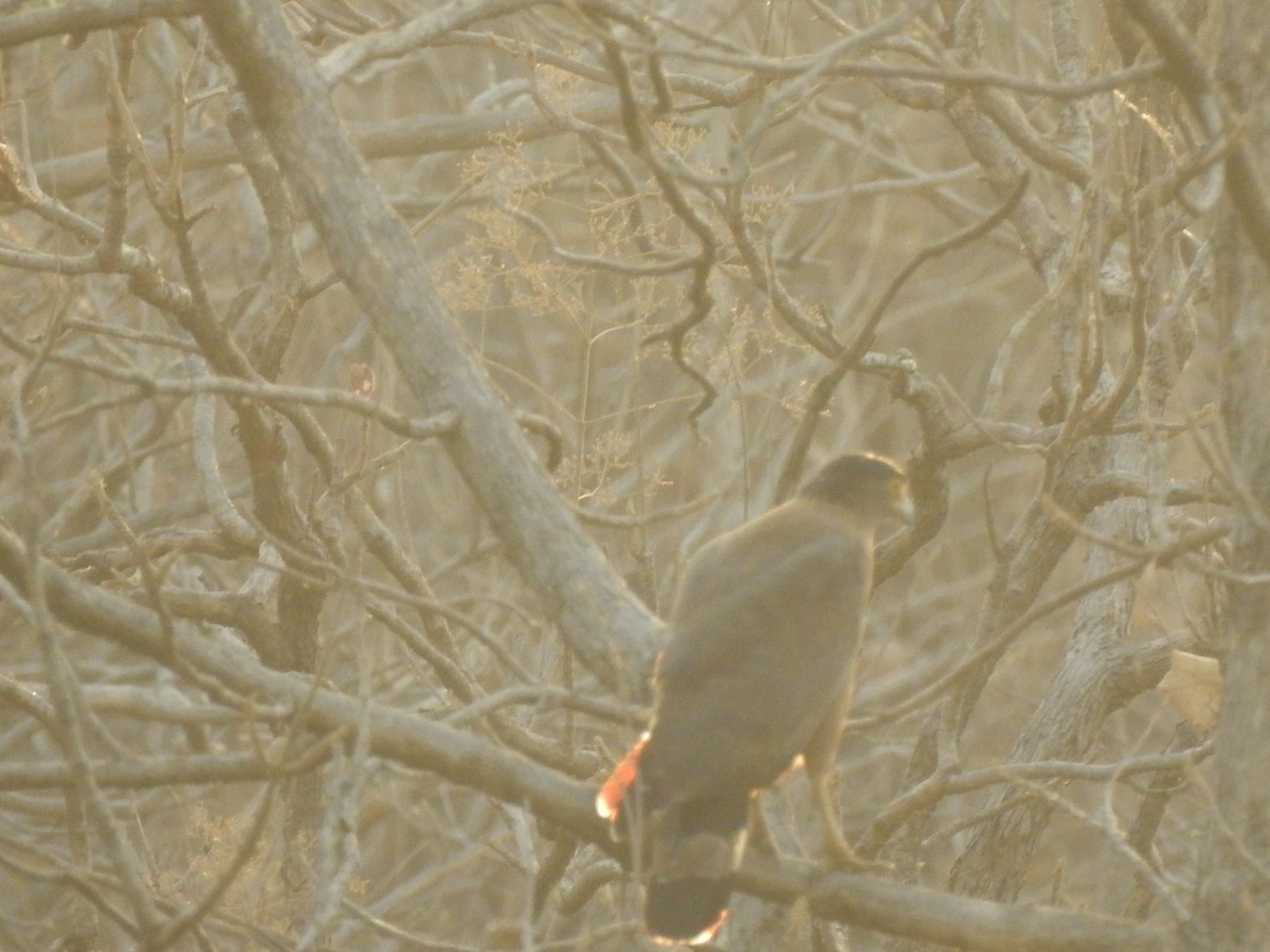 Crested Serpent-Eagle - ML618763847