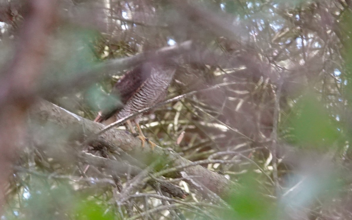 Eurasian Sparrowhawk - ML618763853