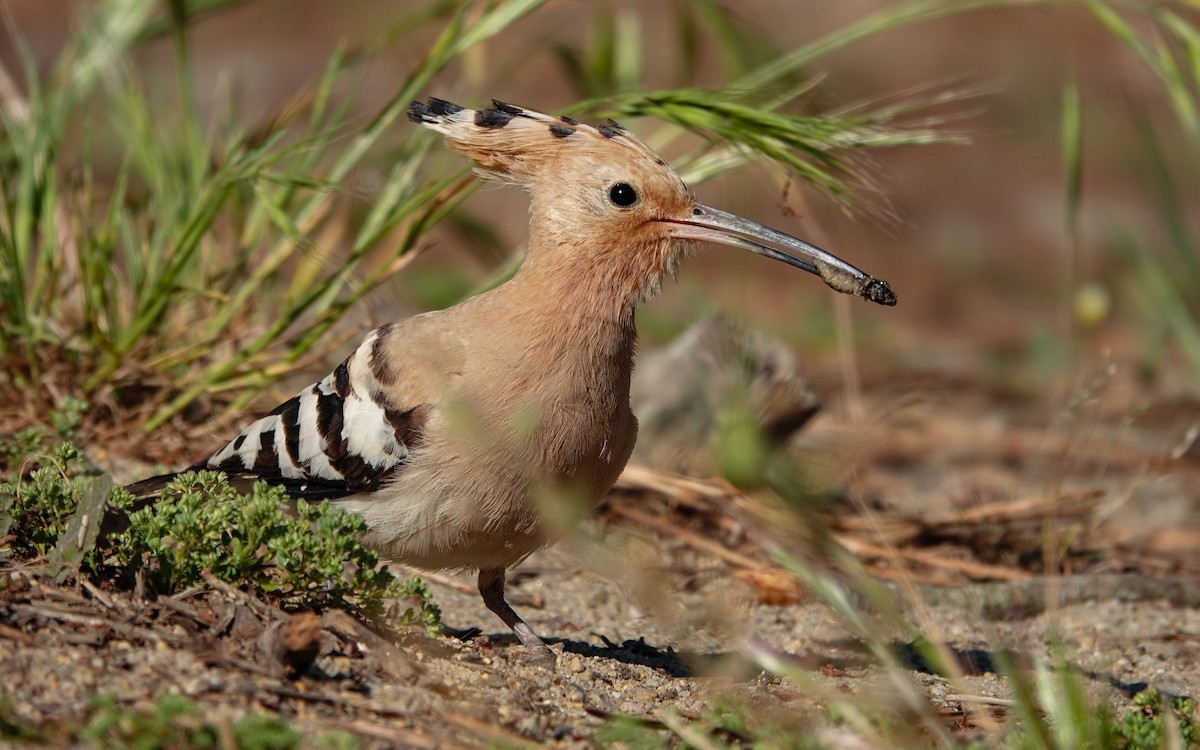 Eurasian Hoopoe - Luís Lourenço