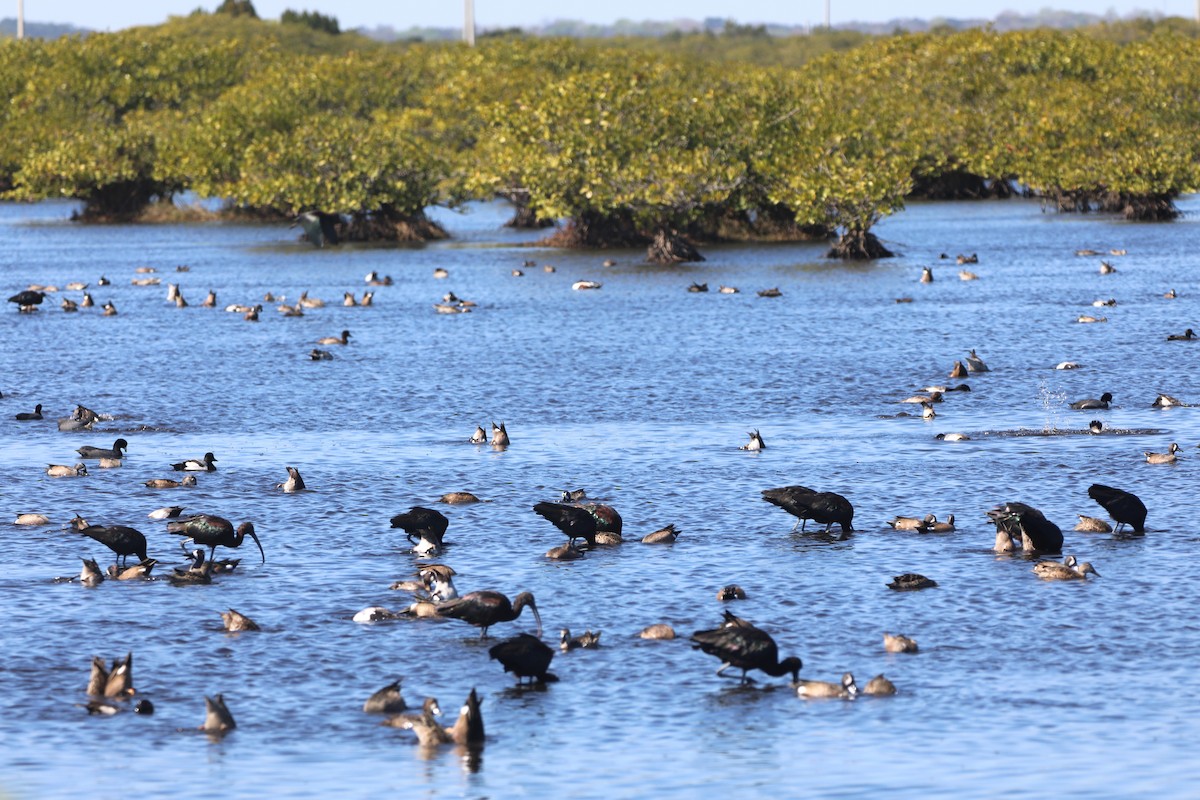 ub. fugl (Aves sp.) - ML618763869